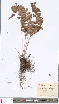 Image of Polystichum chunii