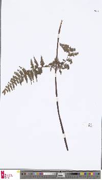 Dennstaedtia zeylanica image