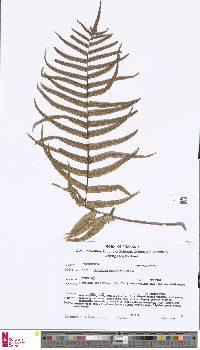 Image of Goniophlebium subauriculatum
