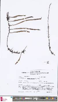 Pyrrosia adnascens image