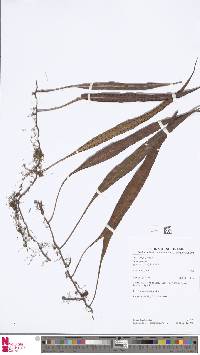 Image of Microgramma percussa