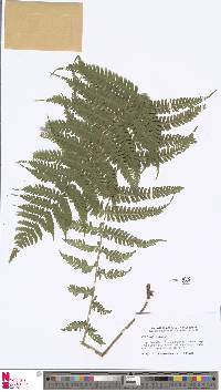 Deparia allantodioides image