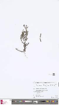 Asplenium triphyllum image