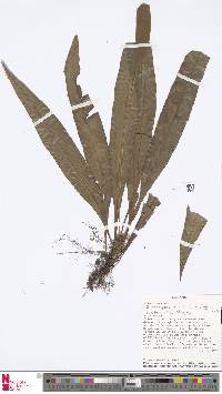 Elaphoglossum flaccidum image