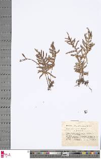 Image of Pleopeltis guttata