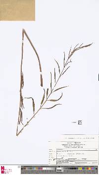 Image of Plenasium banksiifolium