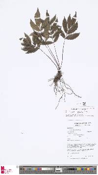 Image of Danaea leprieurii
