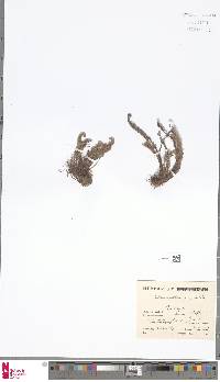 Image of Oeosporangium pulchellum