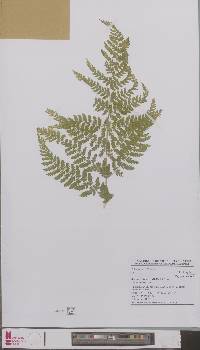 Dryopteris dilatata image