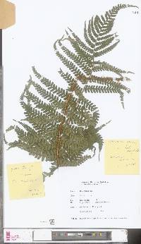Dryopteris cambrensis image