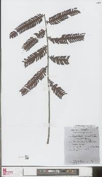 Sphaerostephanos baramensis image