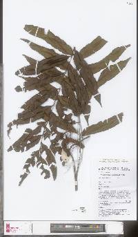 Thysanosoria pteridiformis image
