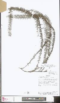 Lindsaea carvifolia image