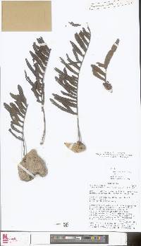 Lecanopteris mirabilis image