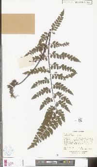 Asplenium nitidum image