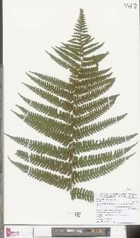 Dryopteris borreri image