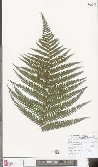 Dryopteris affinis image