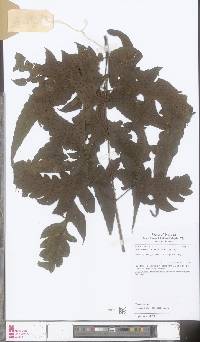 Tectaria keckii image