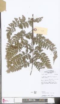 Davallia hymenophylloides image