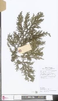 Selaginella intermedia image