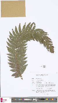 Polystichum setiferum image