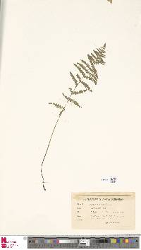 Thelypteris palustris subsp. palustris image