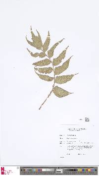 Image of Cyrtomium falcatum