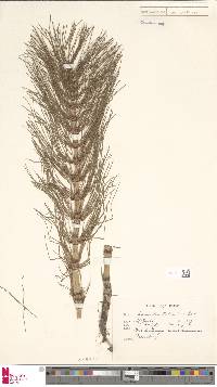 Equisetum telmateia image