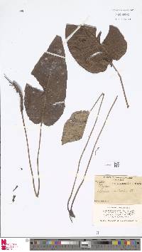 Diplazium cordifolium image