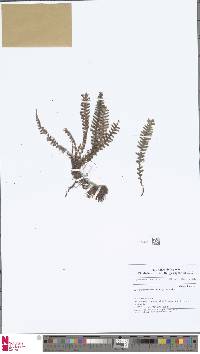 Dasygrammitis brevivenosa image