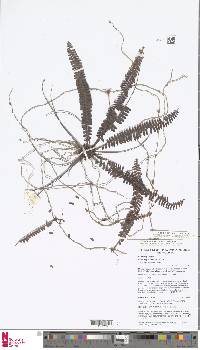 Nephrolepis lauterbachii image