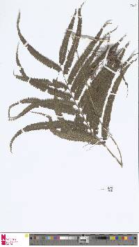 Image of Lindsaea borneensis