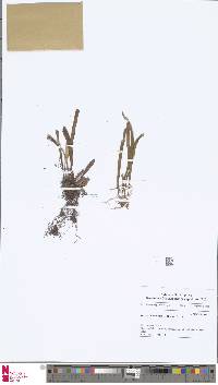 Image of Oreogrammitis fasciata