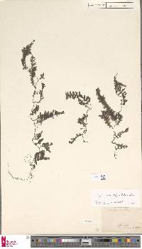 Image of Trichomanes pedicellatum