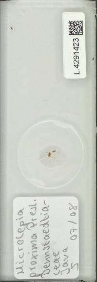 Image of Microlepia majuscula