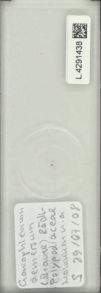 Image of Goniophlebium demersum
