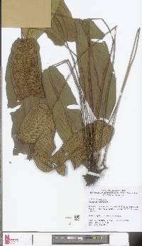 Image of Diplazium cordifolium