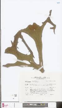 Image of Platycerium wallichii