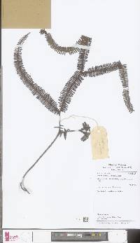 Image of Sticherus truncatus