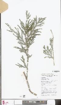 Image of Selaginella bamleri