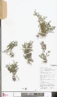 Image of Selaginella behrmanniana