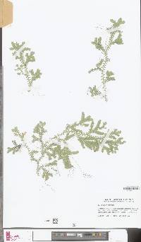 Image of Selaginella bisulcata