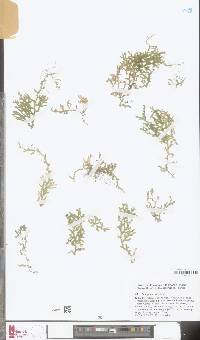 Selaginella vaginata image