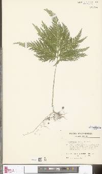 Image of Selaginella arthritica