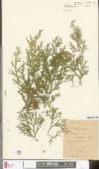 Selaginella ornata image