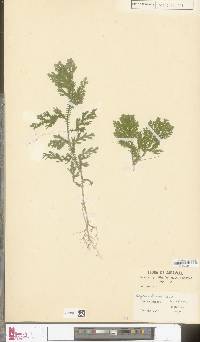 Image of Selaginella bluuensis