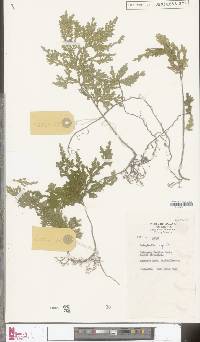 Image of Selaginella argentea