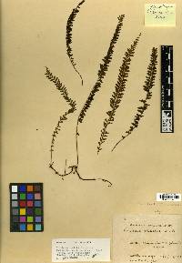 Lindsaea pulchella var. blanda image