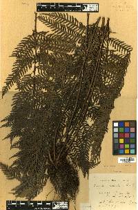 Dryopolystichum phaeostigma image