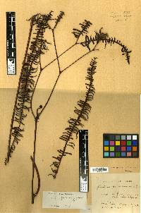 Image of Sticherus pseudoscandens